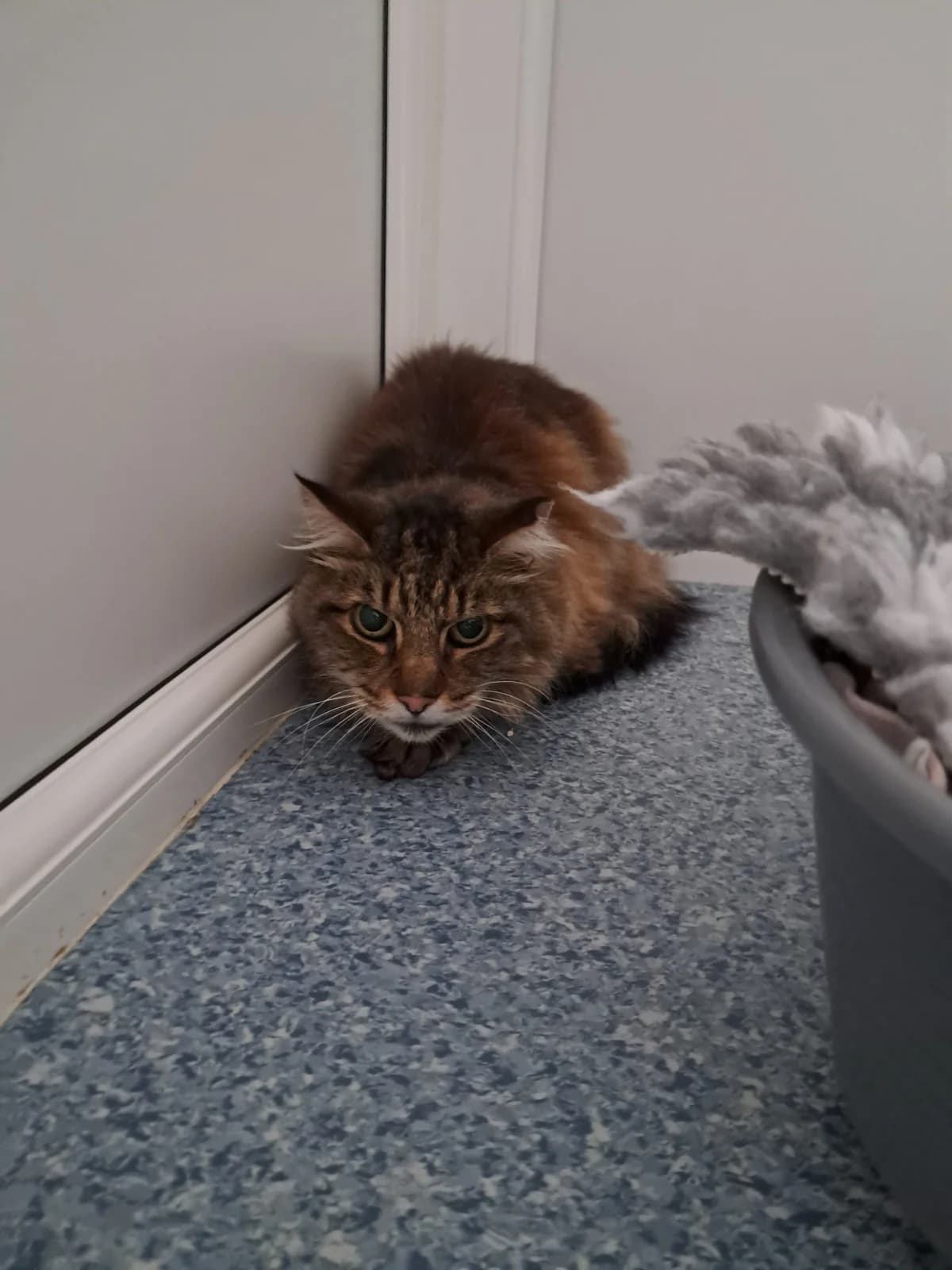 WEEDLE, male senior Mixed Breed for adoption at Animal Welfare Furness