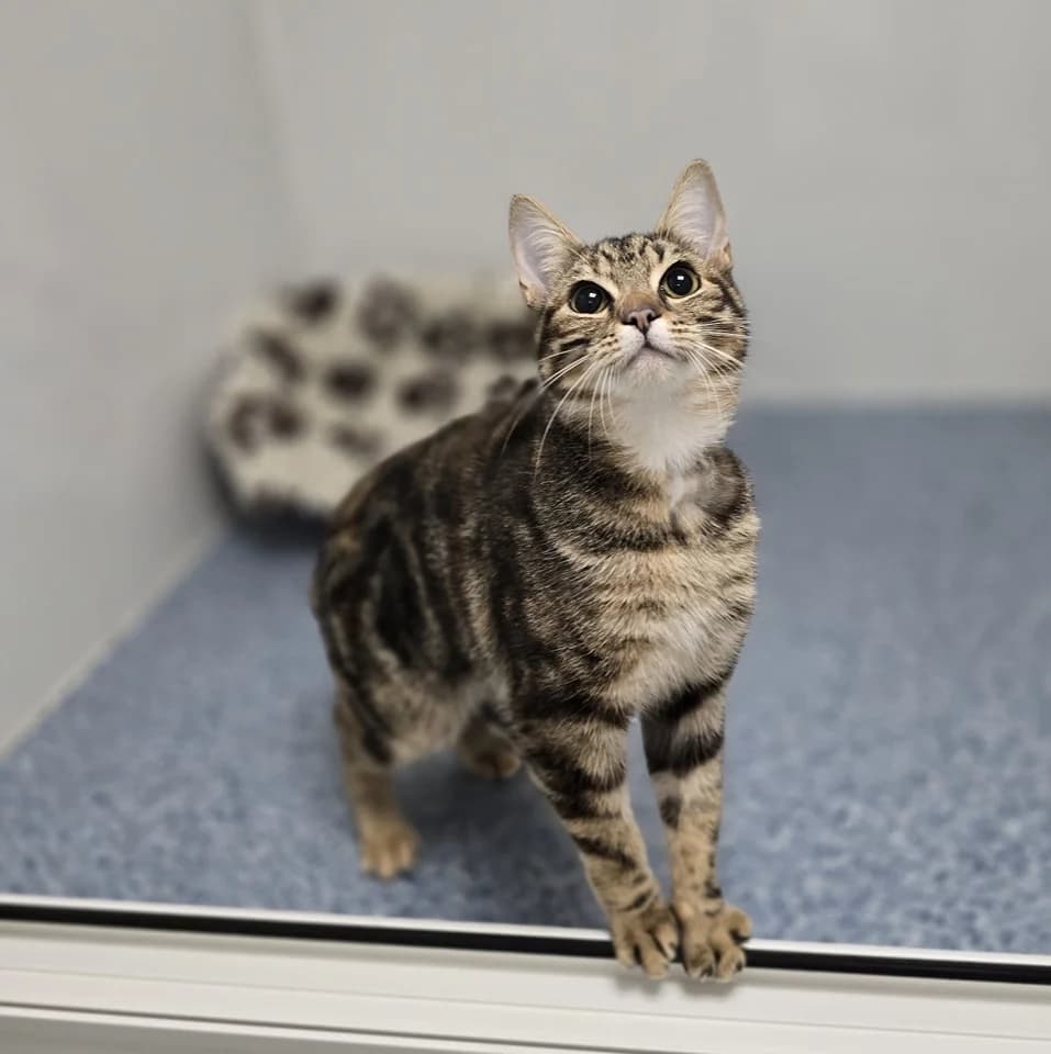 BUTTERFREE, female puppy Mixed Breed for adoption at Animal Welfare Furness