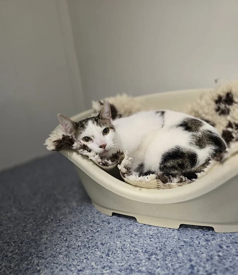 DIGLETT, male puppy Mixed Breed for adoption at Animal Welfare Furness