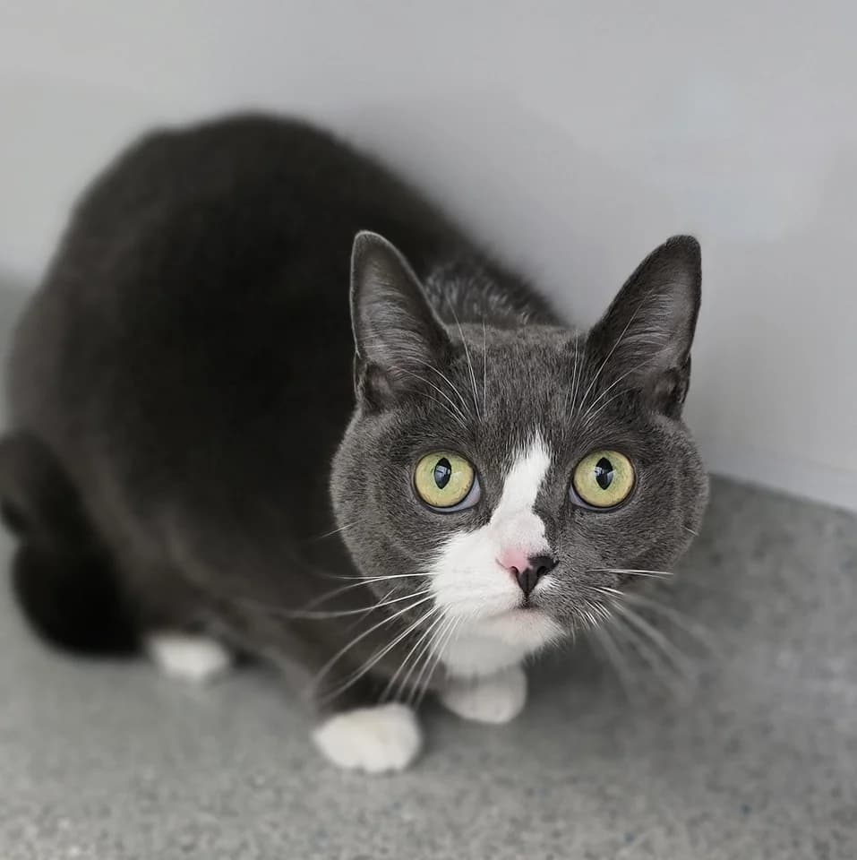 OLIVIA, female senior Mixed Breed for adoption at Animal Welfare Furness