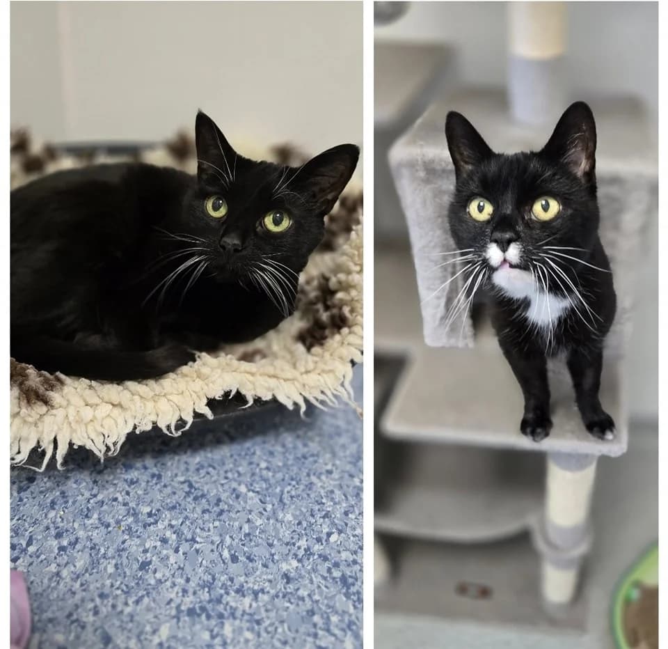 MEW & VULPIX, female Mixed Breed for adoption at Animal Welfare Furness