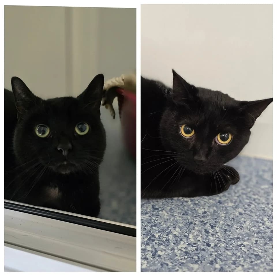 DEREK & RICKY,  3yo Mixed Breed for adoption at Animal Welfare Furness