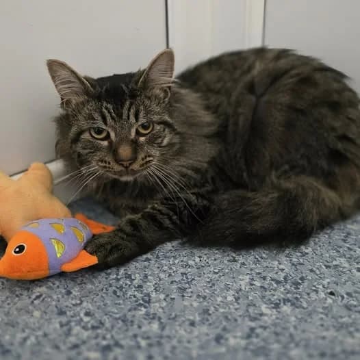 Nelson, male 4yo Mixed Breed for adoption at Animal Welfare Furness