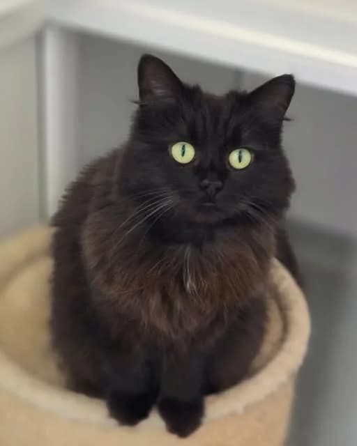 Jigglypuff, female young Mixed Breed for adoption at Animal Welfare Furness