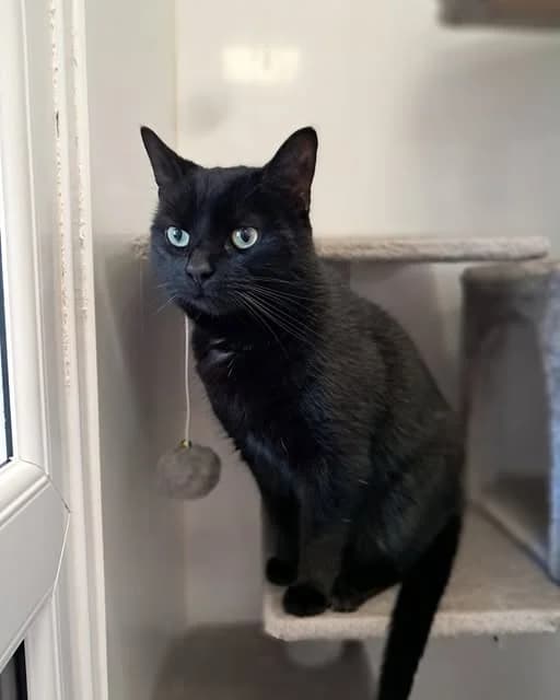 DEREK, male young Mixed Breed for adoption at Animal Welfare Furness