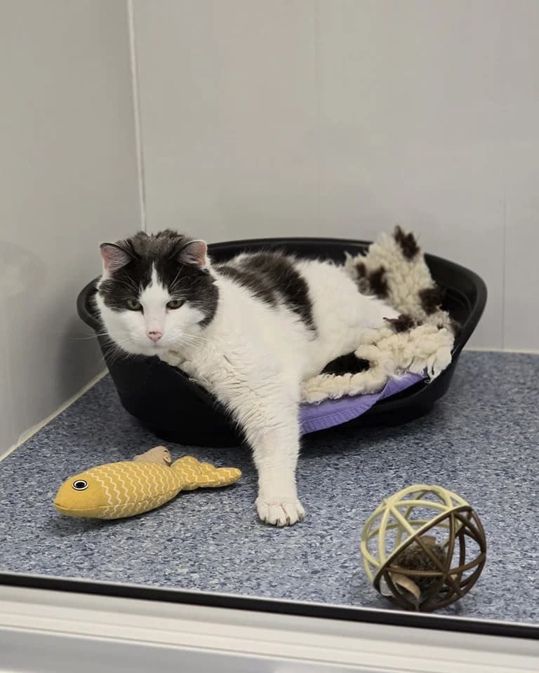 Domenico, male Mixed Breed for adoption at A.D.A. Noguera