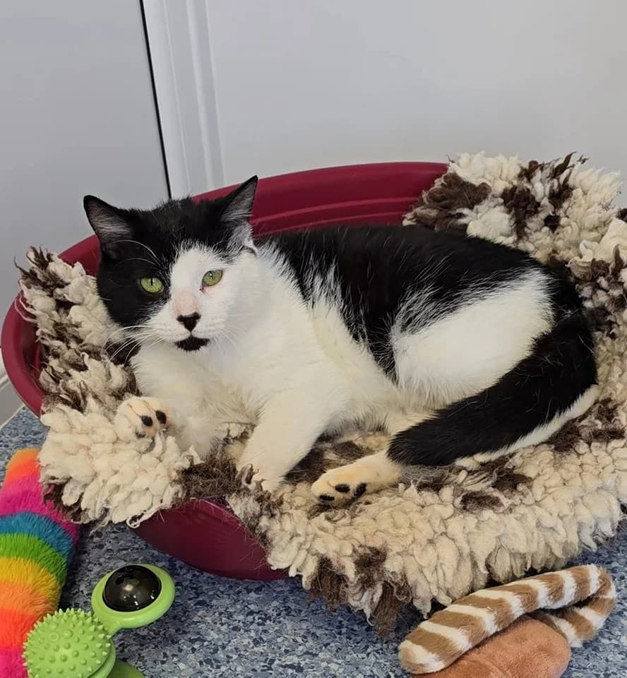 PHANTOM AKA BIN CAT!, male young Mixed Breed for adoption at Animal Welfare Furness