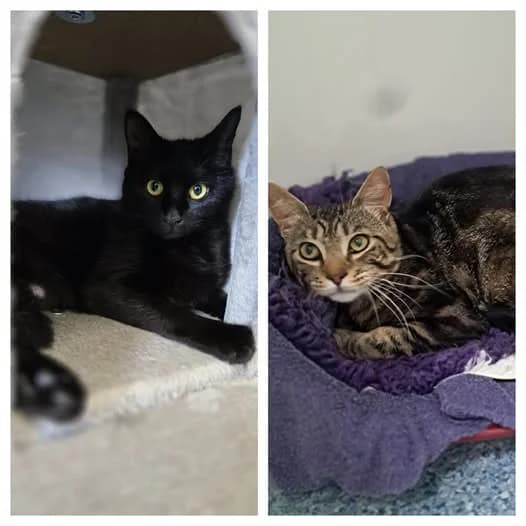 Betty & Bernie,  young Mixed Breed for adoption at Animal Welfare Furness