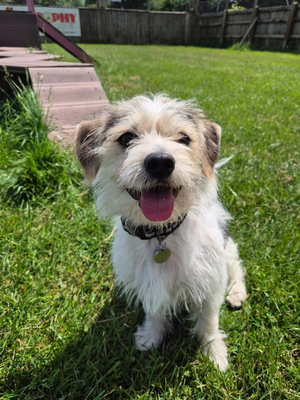 Barley,  young Jack Russell Terrier for adoption at Animals in Distress Torbay & Westcountry