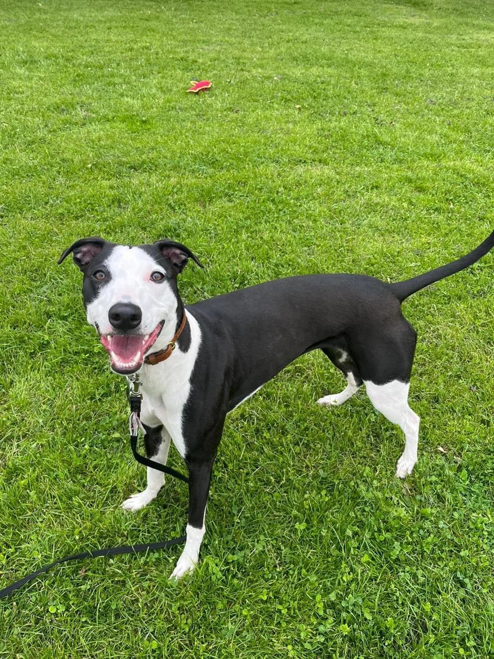 Bella,  young Mixed Breed for adoption at Animals in Distress Torbay & Westcountry