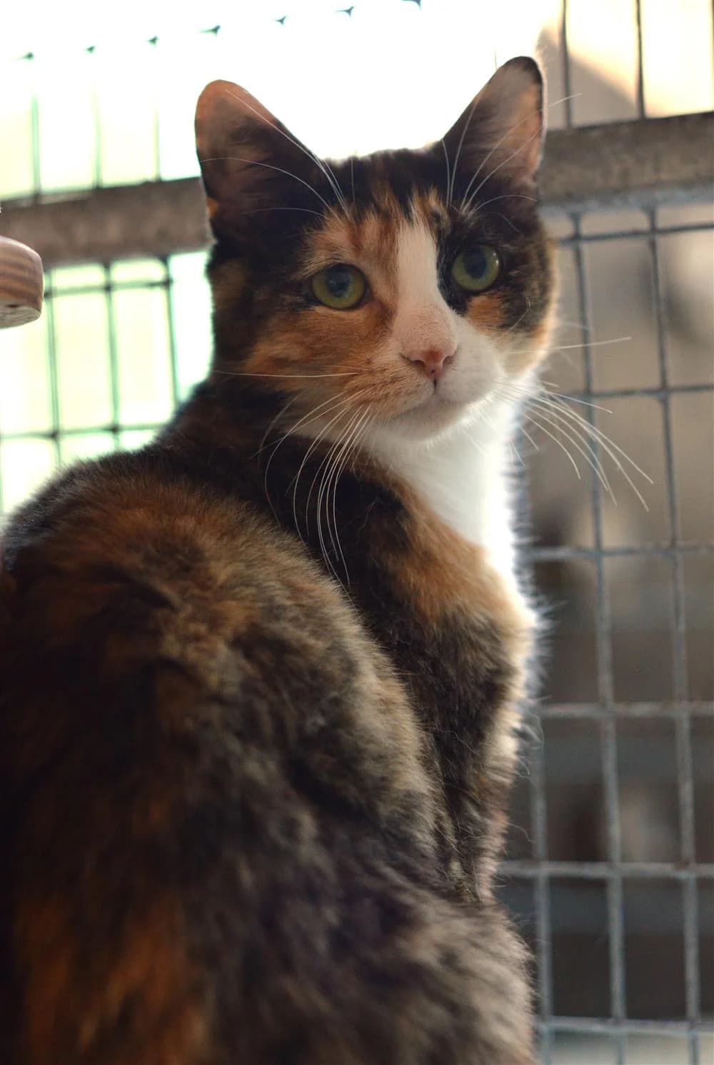 Berry, female Mixed Breed for adoption at Animals in Distress Torbay & Westcountry