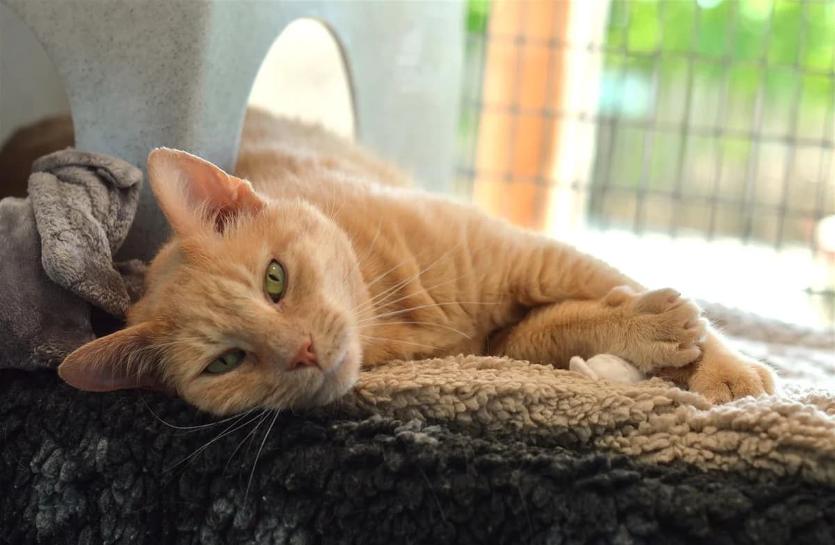 Bob, male Mixed Breed for adoption at Animals in Distress Torbay & Westcountry