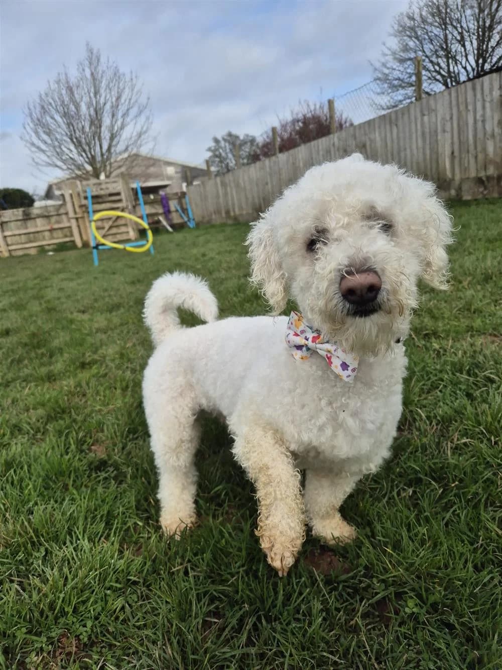 Buddy,  Bichon Frisé for adoption at Animals in Distress Torbay & Westcountry