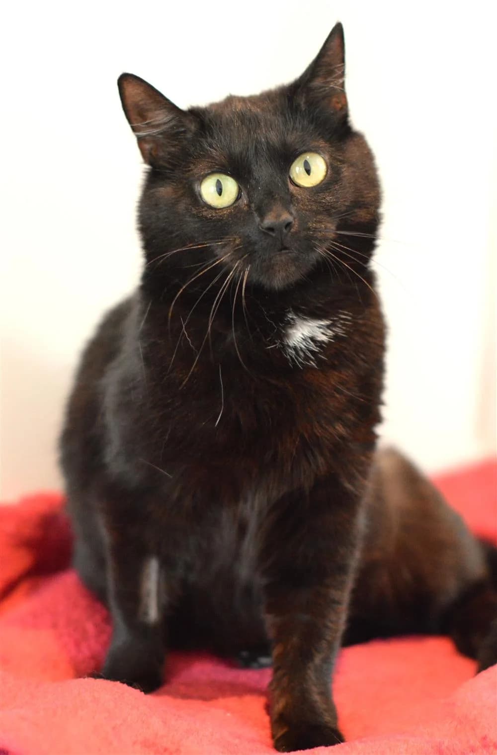 Buffy, female Mixed Breed for adoption at Animals in Distress Torbay & Westcountry