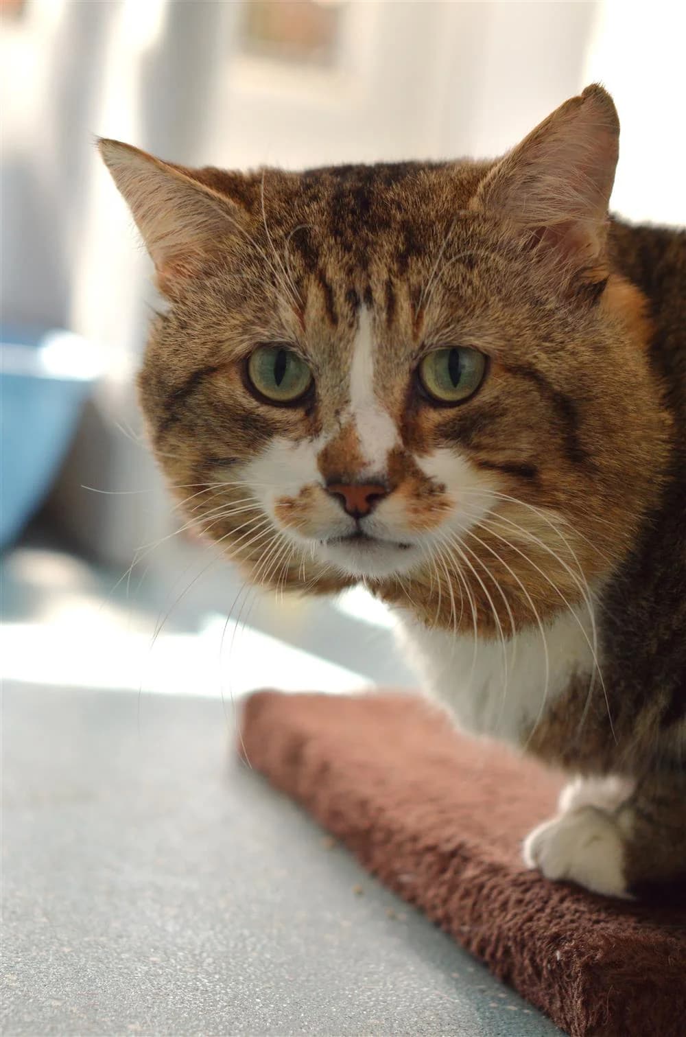 Chubba, male Mixed Breed for adoption at Animals in Distress Torbay & Westcountry