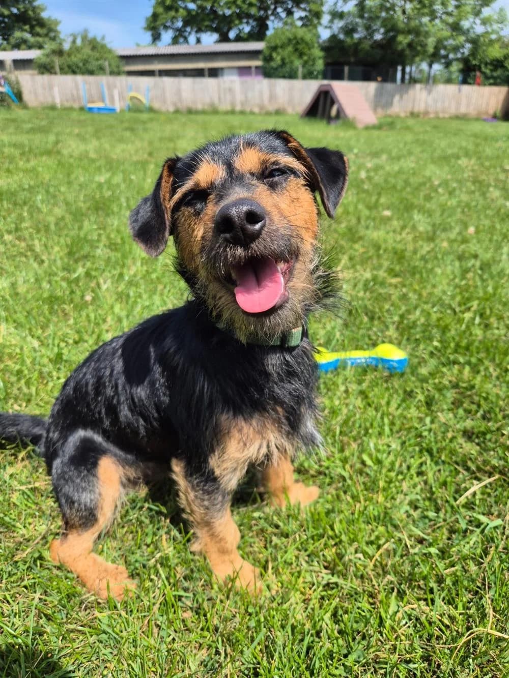 Cooper,  young Jack Russell Terrier for adoption at Animals in Distress Torbay & Westcountry