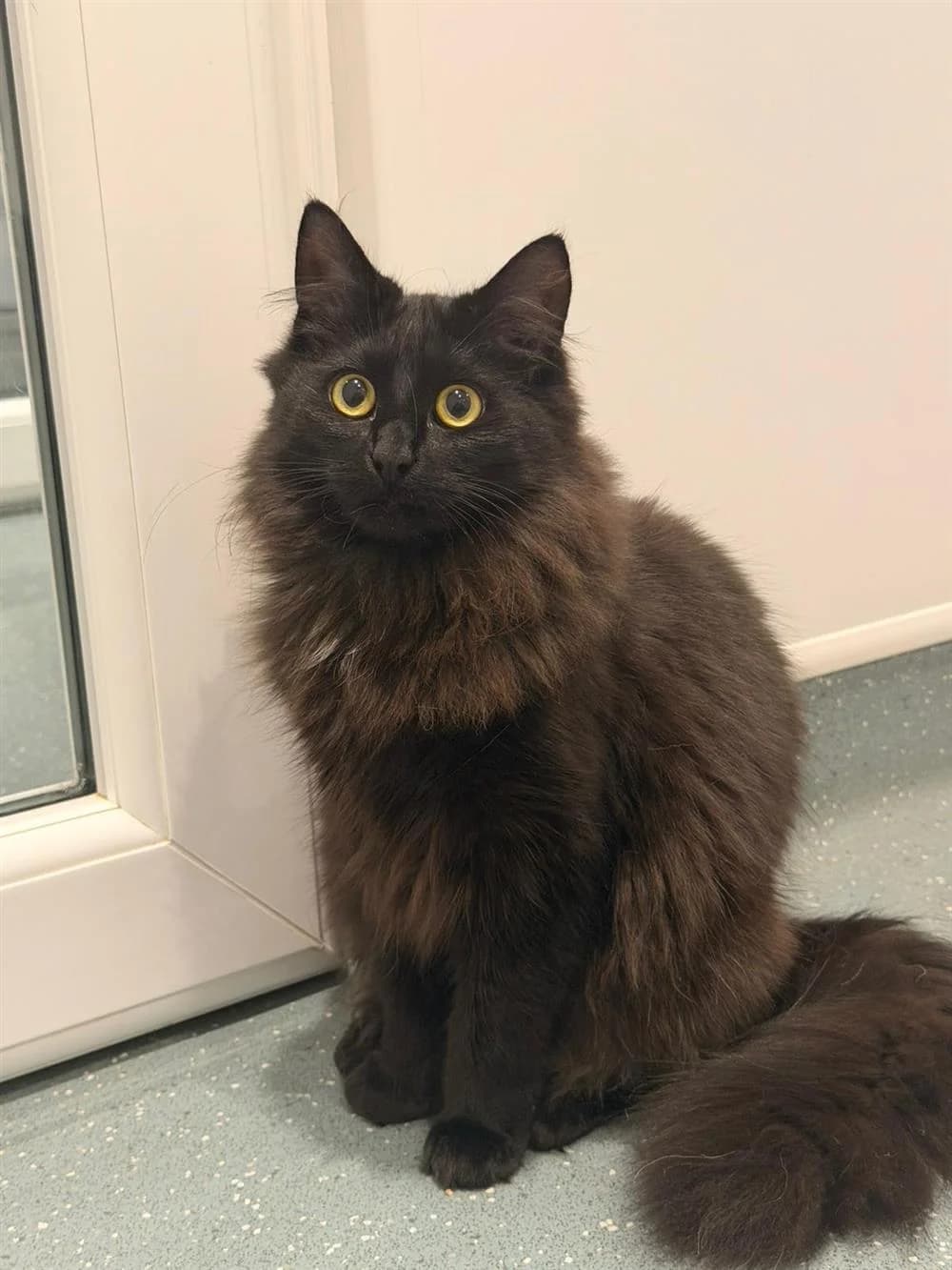 Dora, female Mixed Breed for adoption at Animals in Distress Torbay & Westcountry