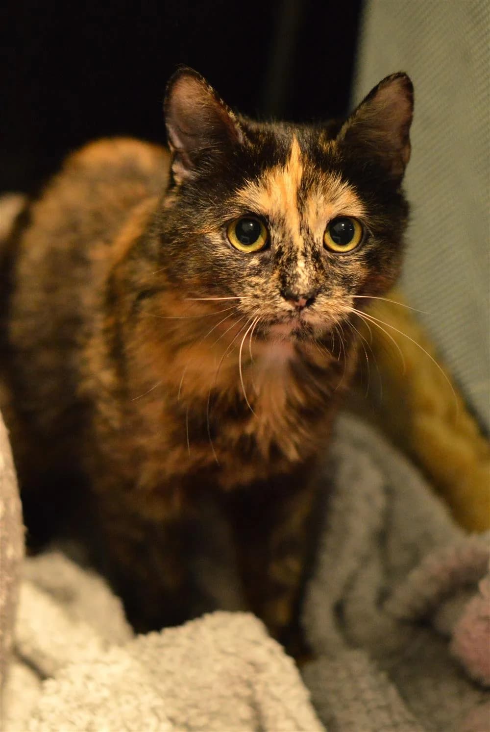Fawn, female Mixed Breed for adoption at Animals in Distress Torbay & Westcountry