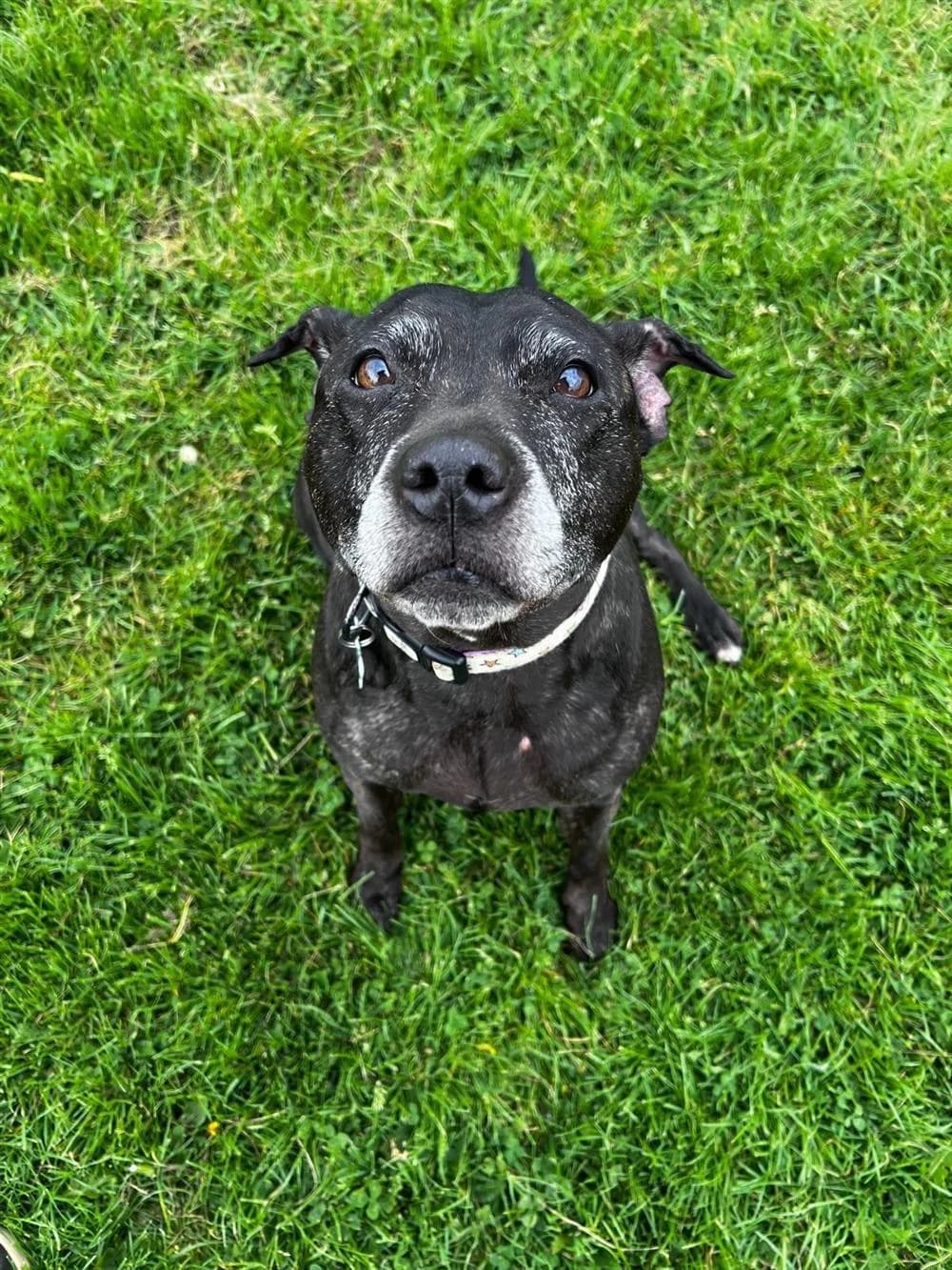 Gunny,  senior Staffordshire Bull Terrier for adoption at Animals in Distress Torbay & Westcountry