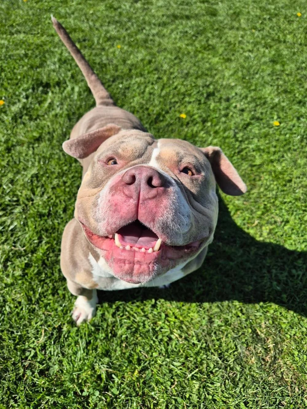 Hippo, 4yo Mixed Breed for adoption at Animals in Distress Torbay & Westcountry