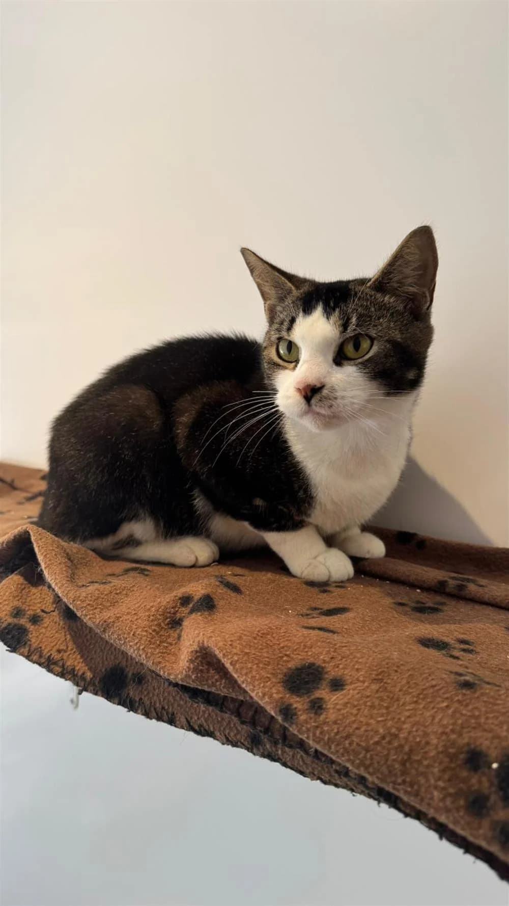 Jazzy, female Mixed Breed for adoption at Animals in Distress Torbay & Westcountry