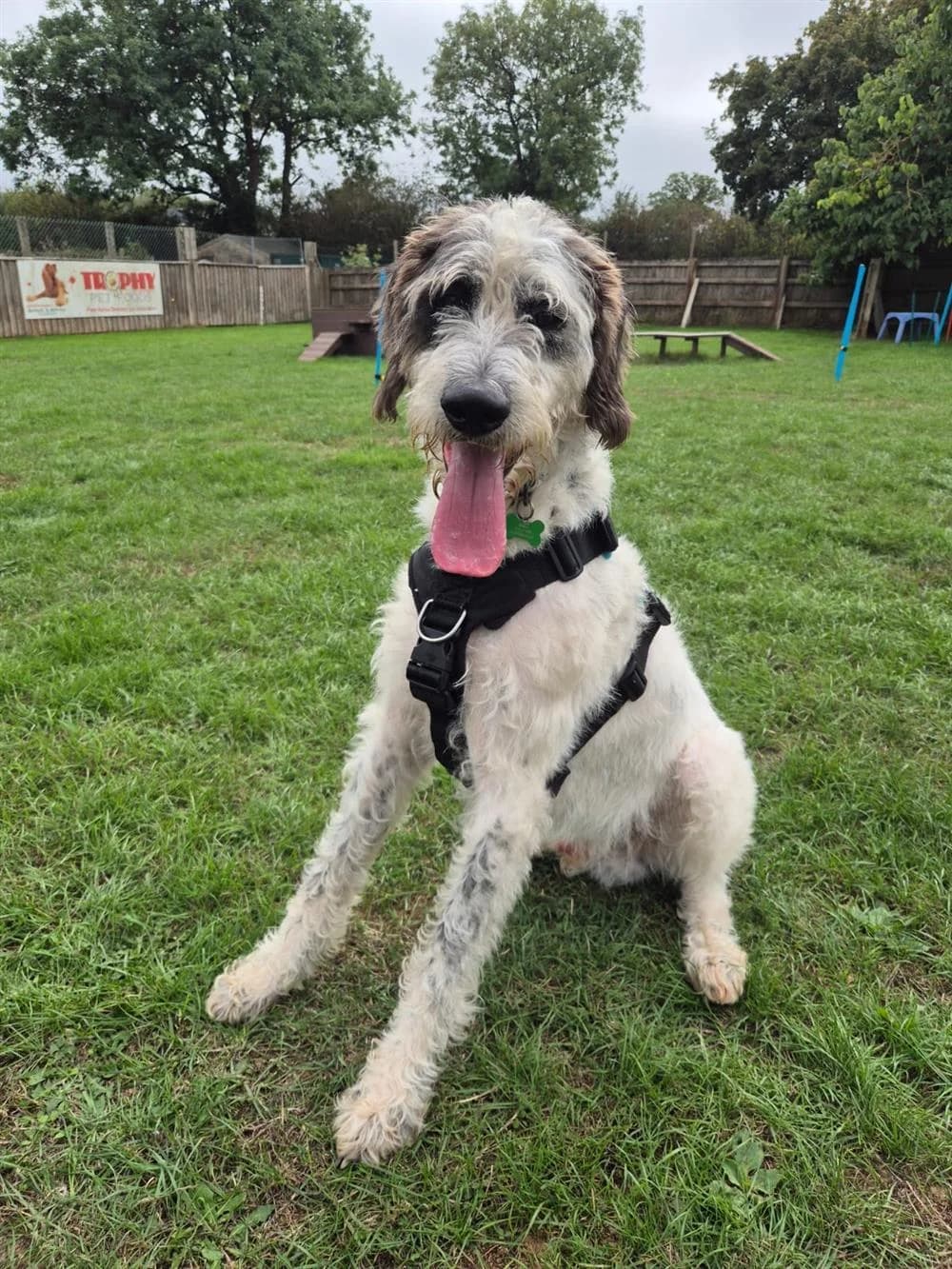 Lemon,  Dalmatian for adoption at Animals in Distress Torbay & Westcountry