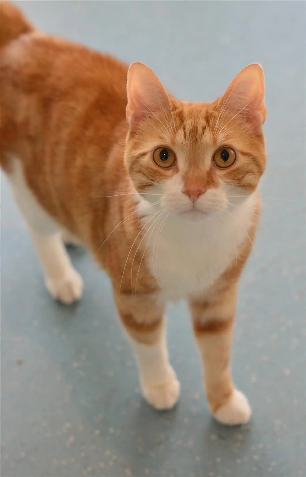 Loki, male Mixed Breed for adoption at Animals in Distress Torbay & Westcountry