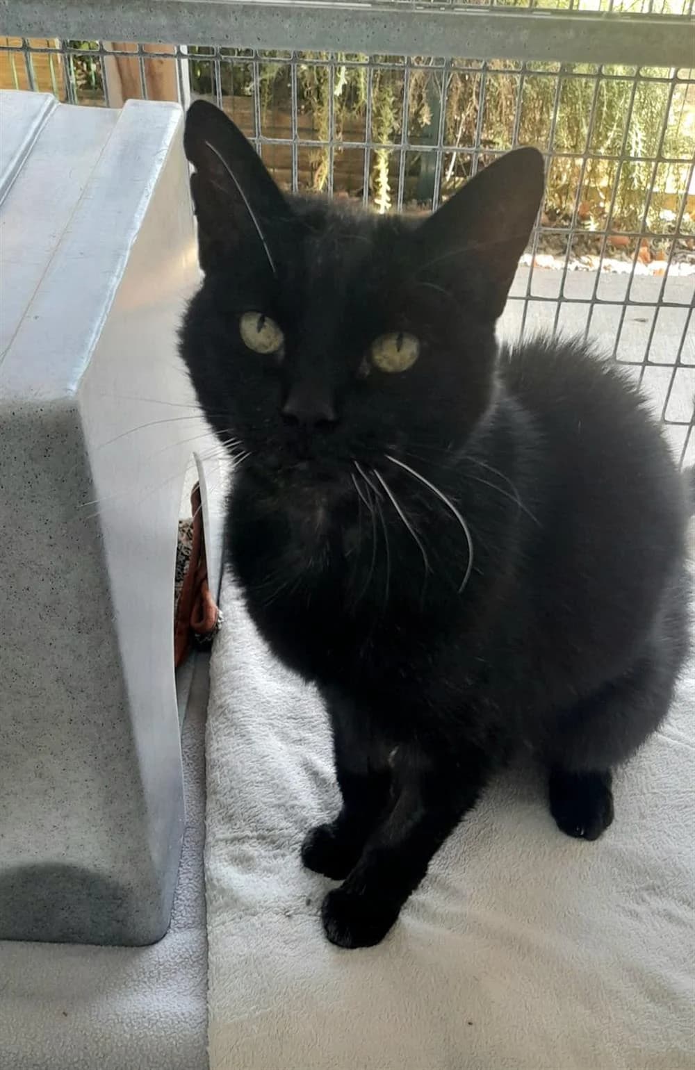 Louie, male Mixed Breed for adoption at Animals in Distress Torbay & Westcountry