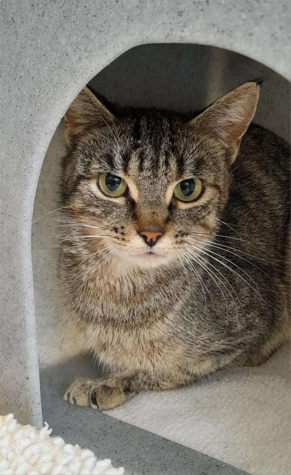 Martha, female Mixed Breed for adoption at Animals in Distress Torbay & Westcountry