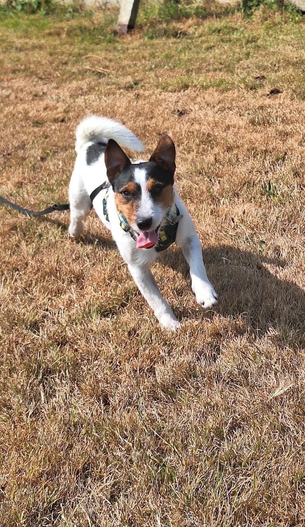 Max,  young Jack Russell Terrier for adoption at Animals in Distress Torbay & Westcountry