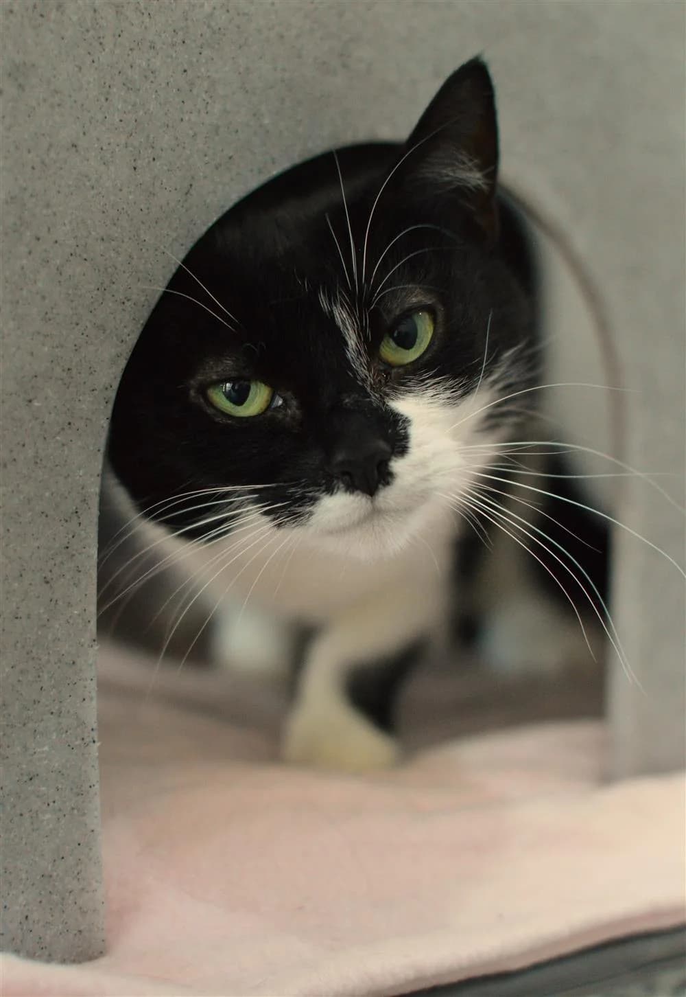 Milly, female Mixed Breed for adoption at Animals in Distress Torbay & Westcountry