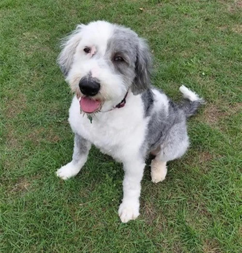 Molly,  5yo mixed breed for adoption at Animals in Distress Torbay & Westcountry