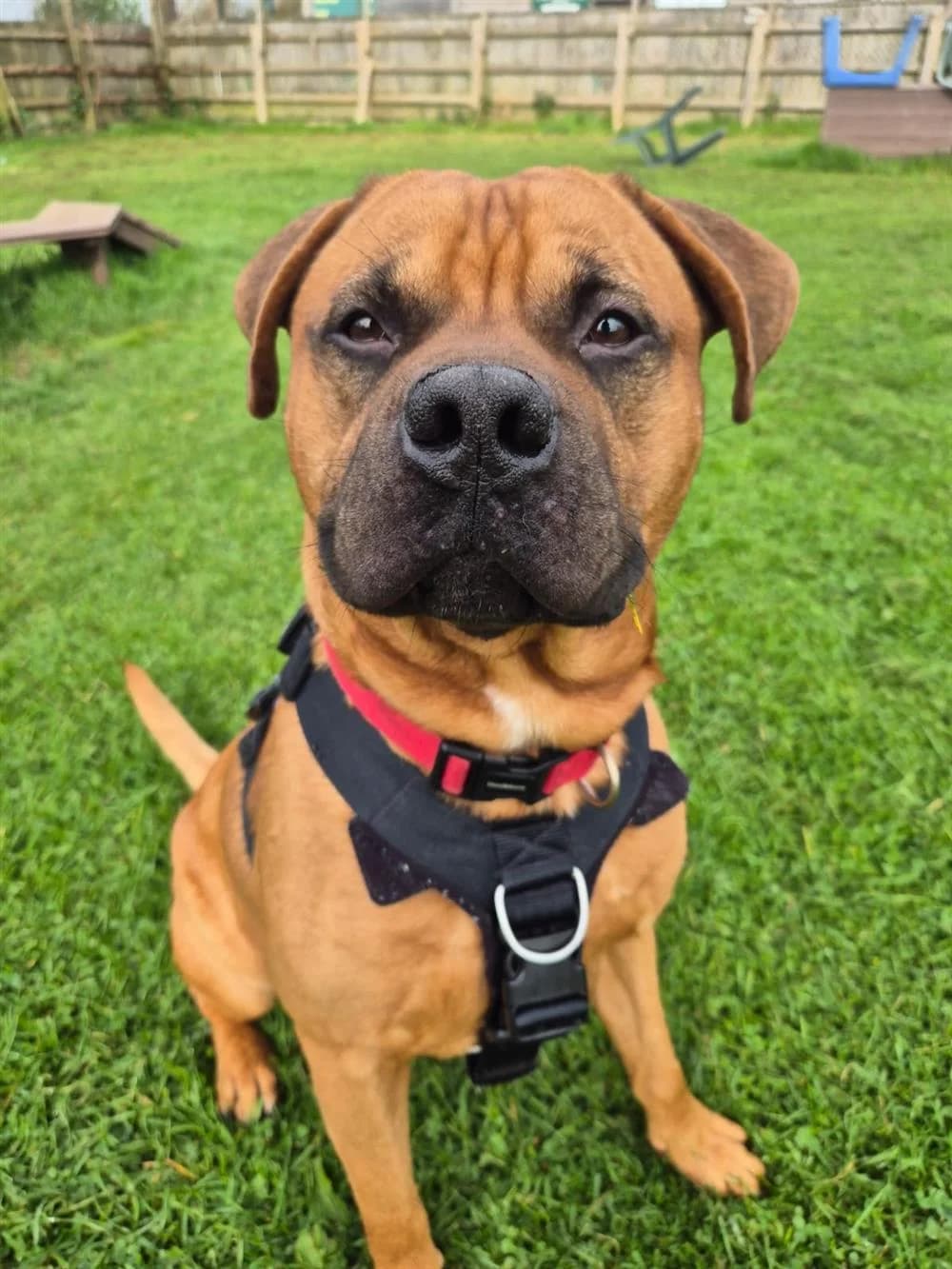 Nelson,  4yo Mixed Breed for adoption at Animals in Distress Torbay & Westcountry