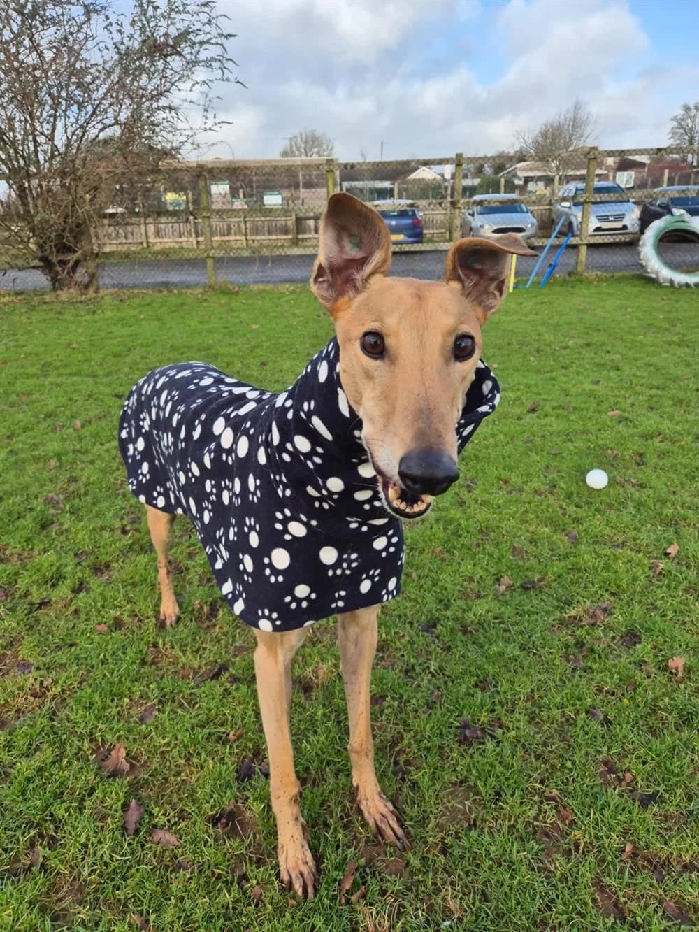 Nero, male 7yo Mixed Breed for adoption at Animals in Distress Torbay & Westcountry