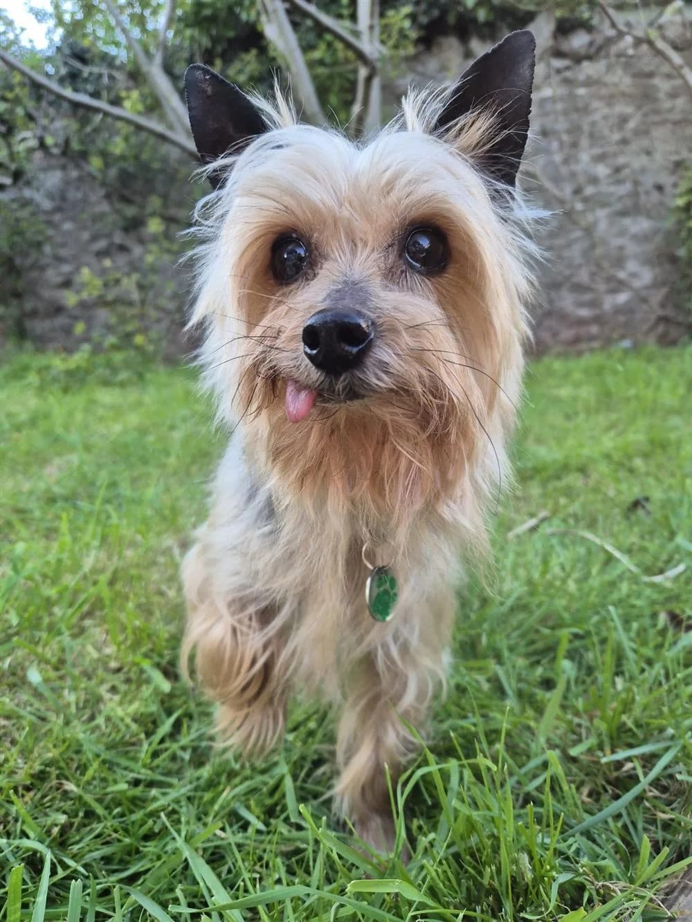 Nipper, male Mixed Breed for adoption at Animals in Distress Torbay & Westcountry