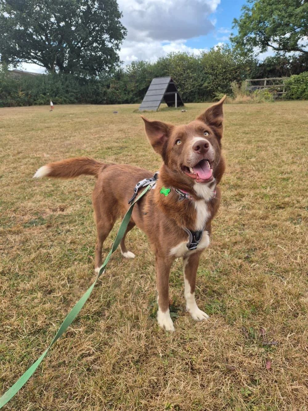 Nyx, female young Mixed Breed for adoption at Animals in Distress Torbay & Westcountry