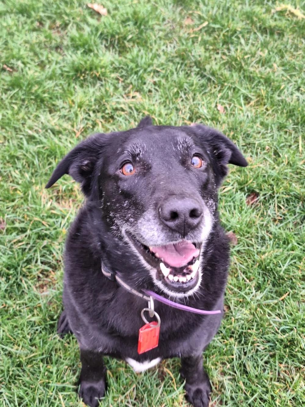 Oscar,  Mixed Breed for adoption at Animals in Distress Torbay & Westcountry