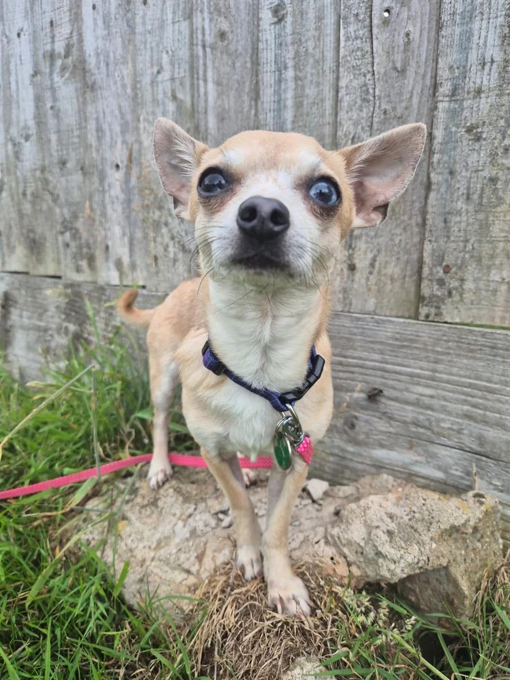 Pablo, male 3yo Mixed Breed for adoption at Animals in Distress Torbay & Westcountry