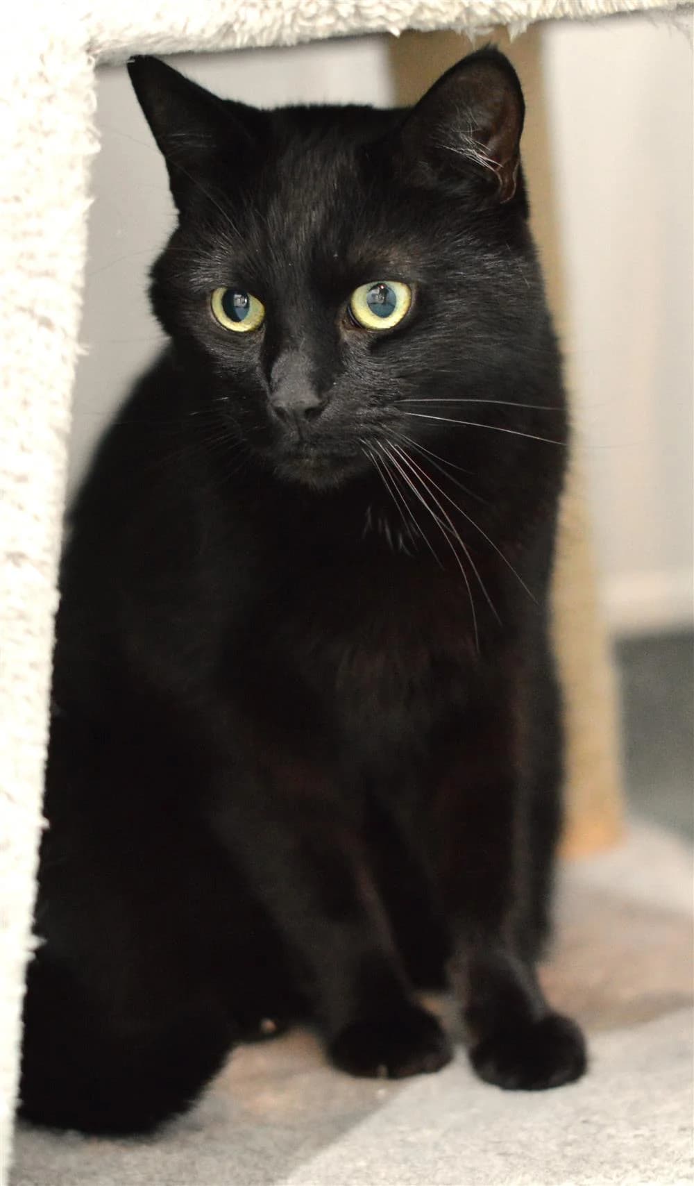 Rhune, male Mixed Breed for adoption at Animals in Distress Torbay & Westcountry