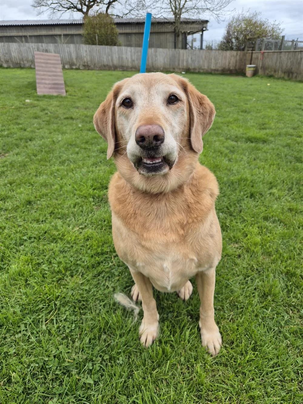 Rufus, male Mixed Breed for adoption at Animals in Distress Torbay & Westcountry
