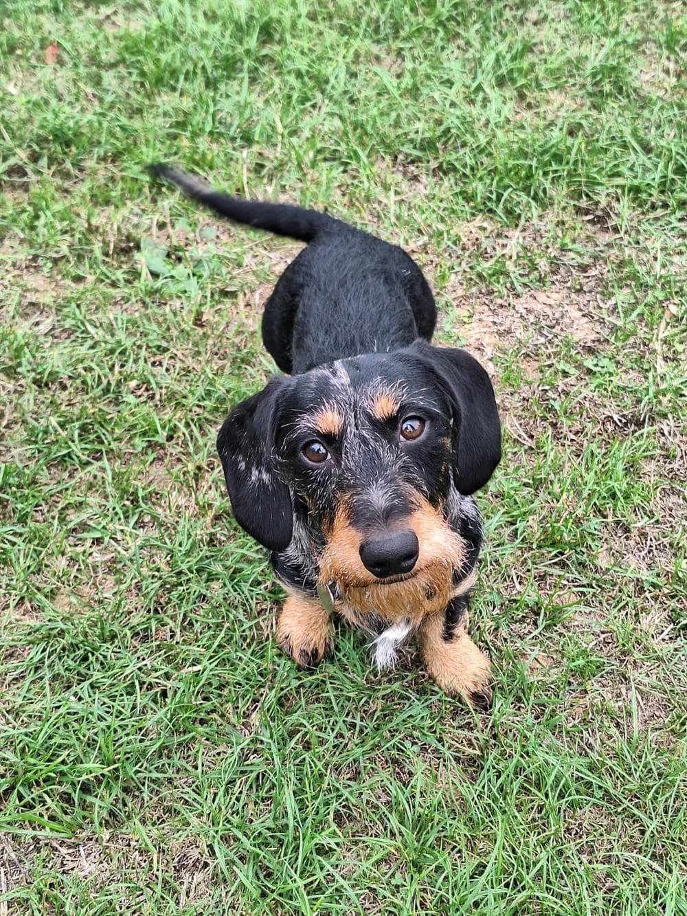 Sarge,  Mixed Breed for adoption at Animals in Distress Torbay & Westcountry