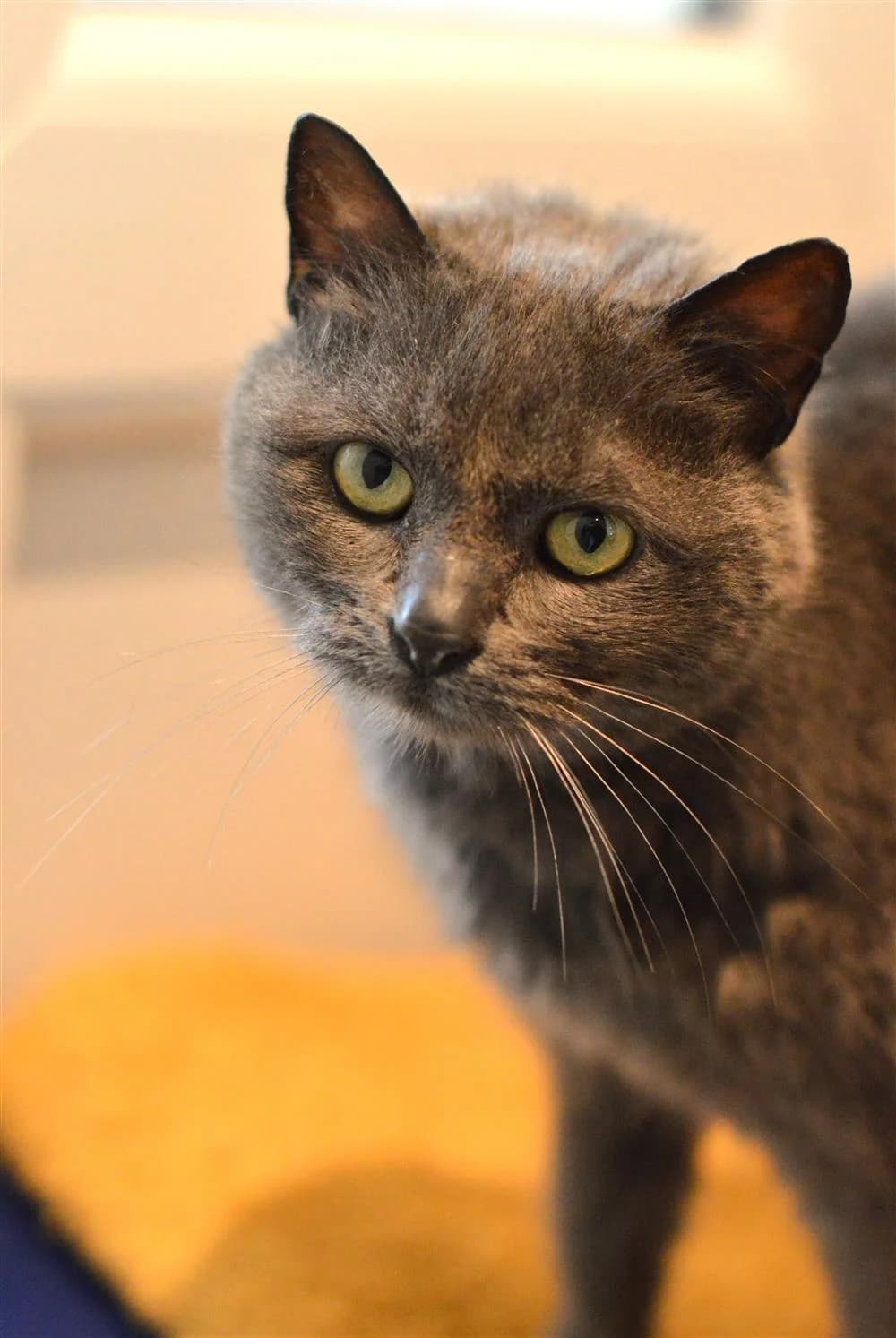 Smokey, female Mixed Breed for adoption at Animals in Distress Torbay & Westcountry