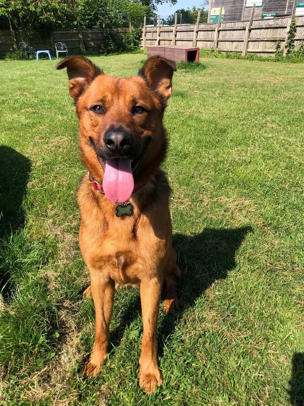 Storm,  puppy German Shepherd for adoption at Animals in Distress Torbay & Westcountry