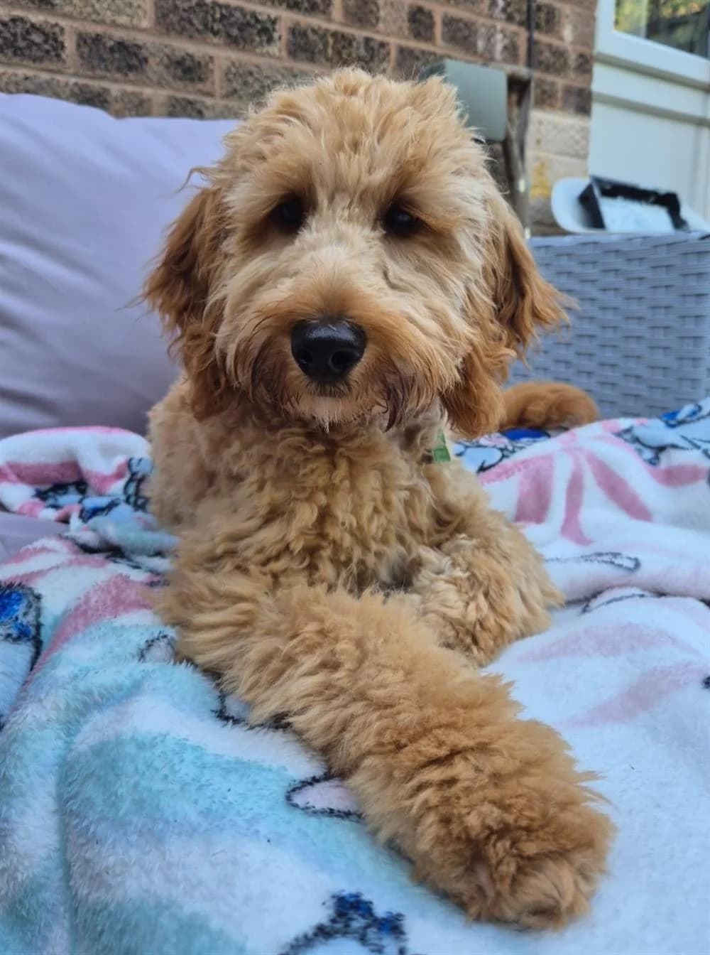 Teddy,  puppy Mixed Breed for adoption at Animals in Distress Torbay & Westcountry