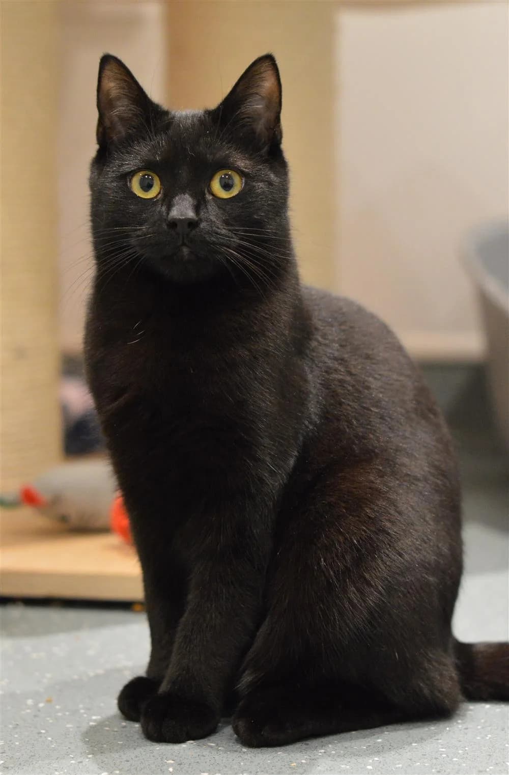 Titch, male Mixed Breed for adoption at Animals in Distress Torbay & Westcountry