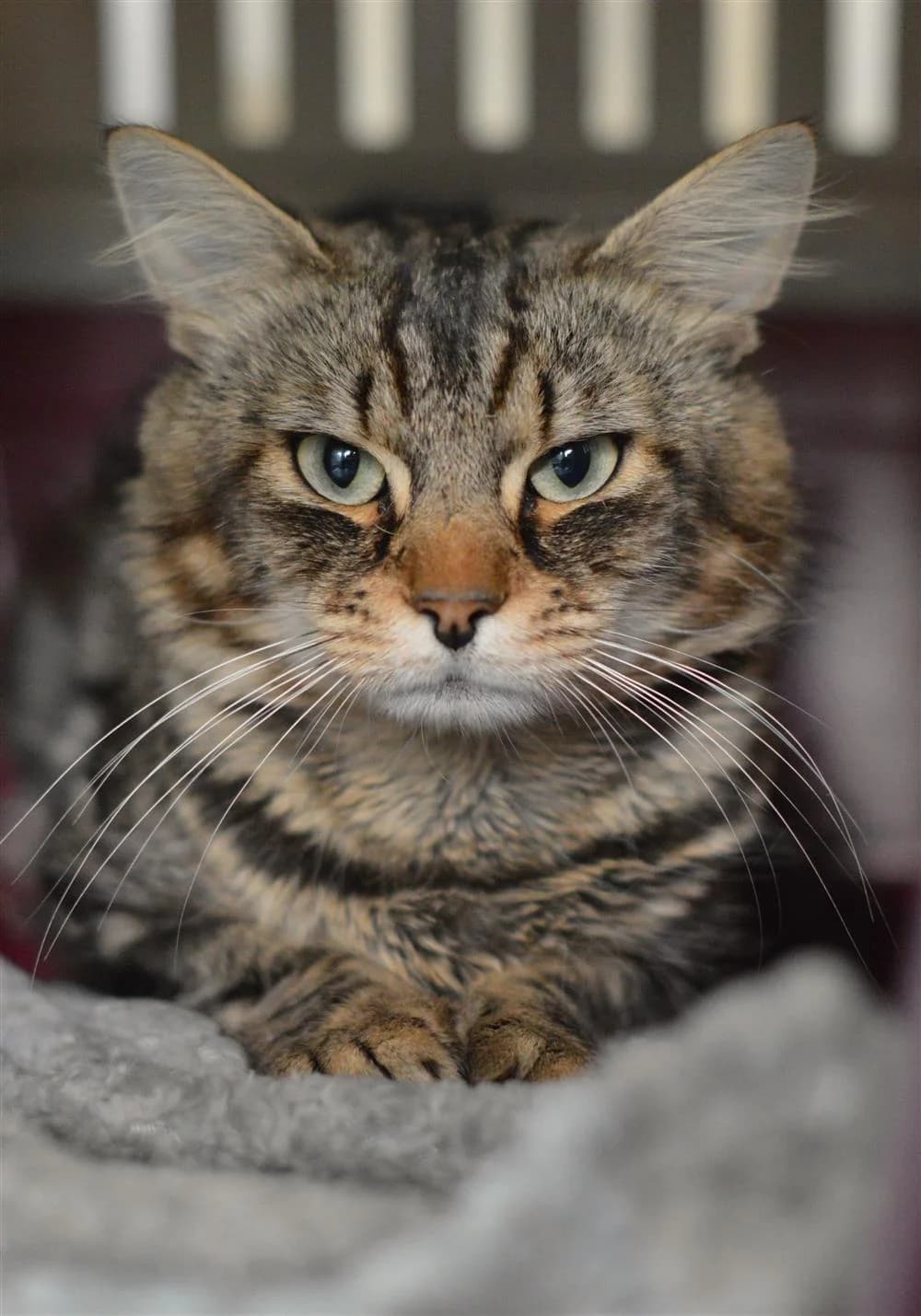 Tommy, male Mixed Breed for adoption at Animals in Distress Torbay & Westcountry