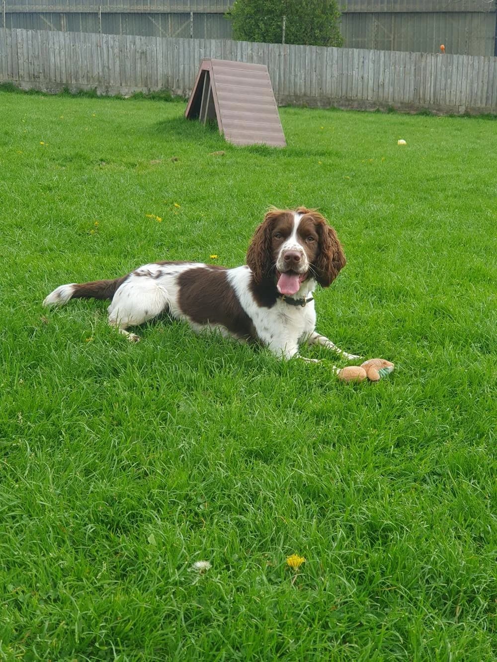 Vinnie,  (Animals in Distress Torbay & Westcountry)