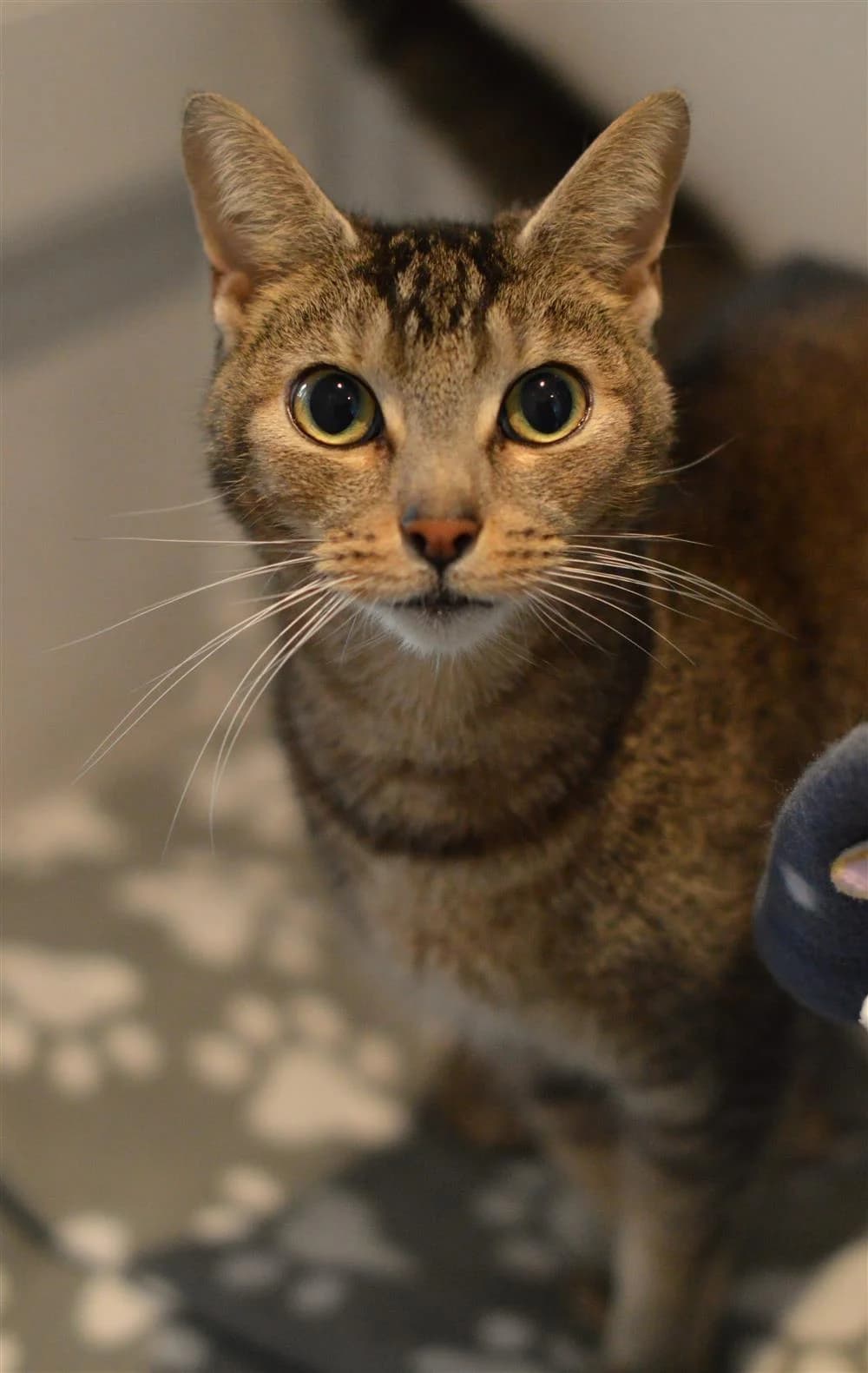 Wicket, male Mixed Breed for adoption at Animals in Distress Torbay & Westcountry