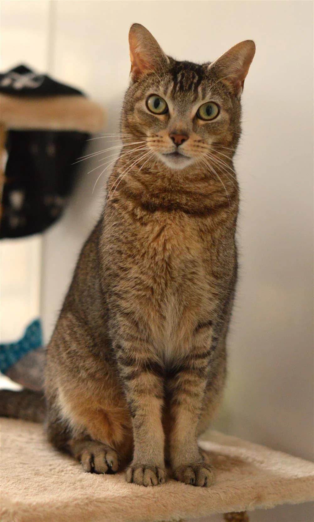 Willow, male Mixed Breed for adoption at Animals in Distress Torbay & Westcountry