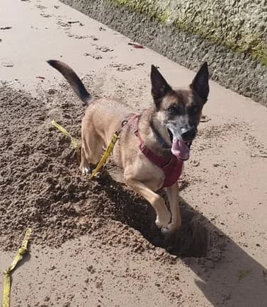 Lupa, female 5yo Belgian Malinois for adoption at Any Dog
